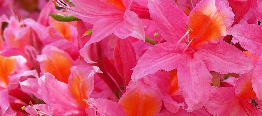 ČARNECKÝ škôlka ihličnatých a listnatých rastlín s rododendronmi