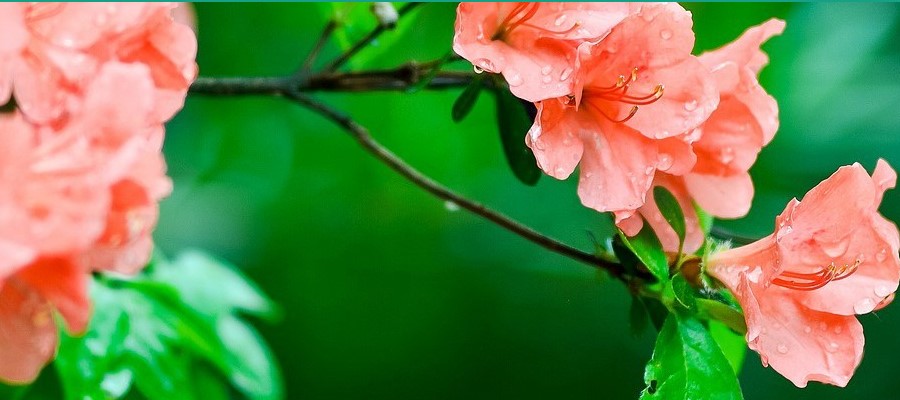 CZARNECCY ihličnany listnatý plod vres rododendrony azalky vres 02
