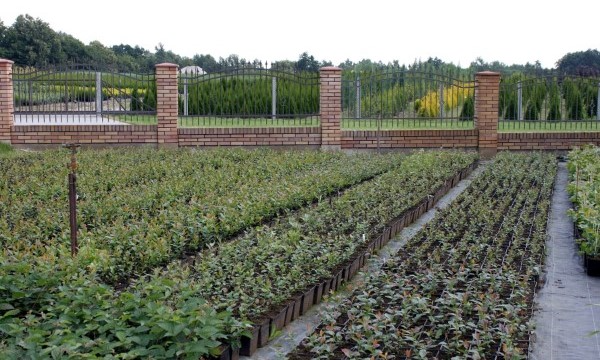 Rastliny zo škôlky Czarneccy - fotografia 3