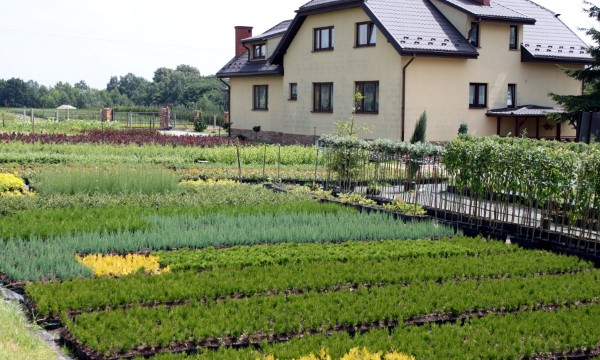 Rastliny zo škôlky Czarneccy - fotografia 5