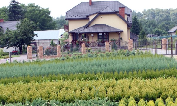 Rastliny zo škôlky Czarneccy - fotografia 6
