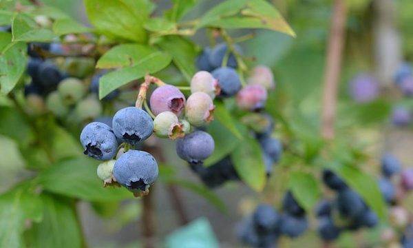 Rastliny zo škôlky Czarneccy - fotografia 11