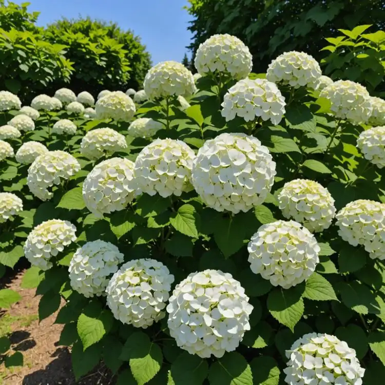 Rastliny zo škôlky Czarneccy - fotografia 14