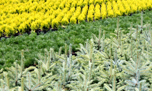 Škôlka ČARNECKÝ celkový pohľad na ihličnaté rastliny a rododendrony