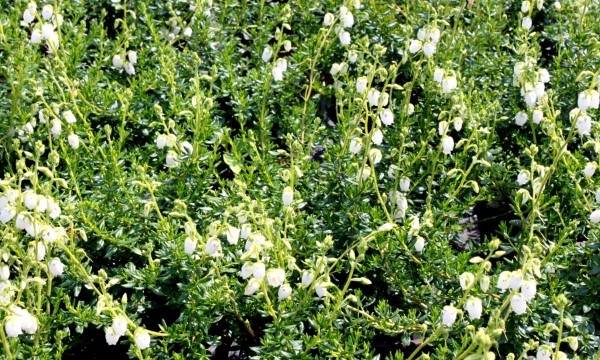 CZARNECCY ihličnany listnatý plod vres rododendrony azalky vres 07