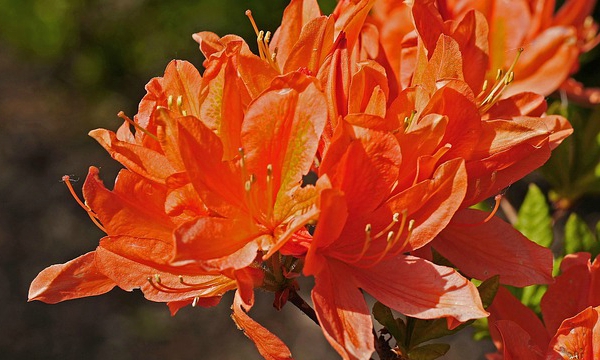 CZARNECCY ihličnany listnatý plod vres rododendrony azalky vres 12
